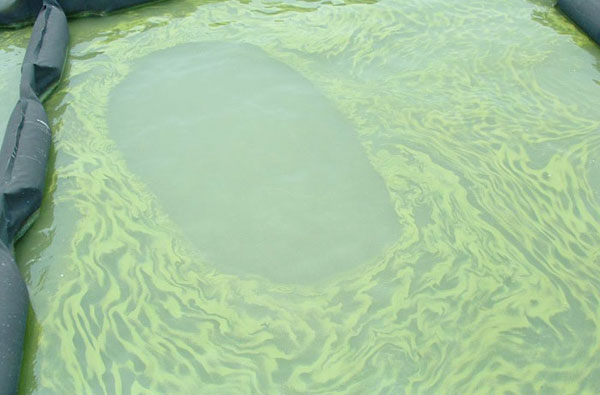 引起景观池塘水质发黑长藻问题的原因是什么？用什么设备处理好呢？