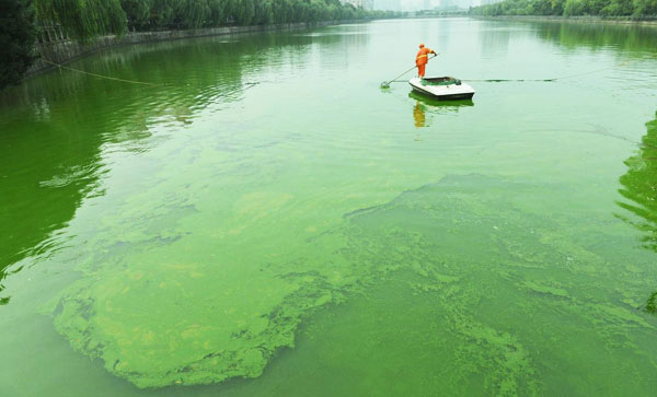 人工景观河湖水体富营养化导致蓝藻过度生长的解决办法